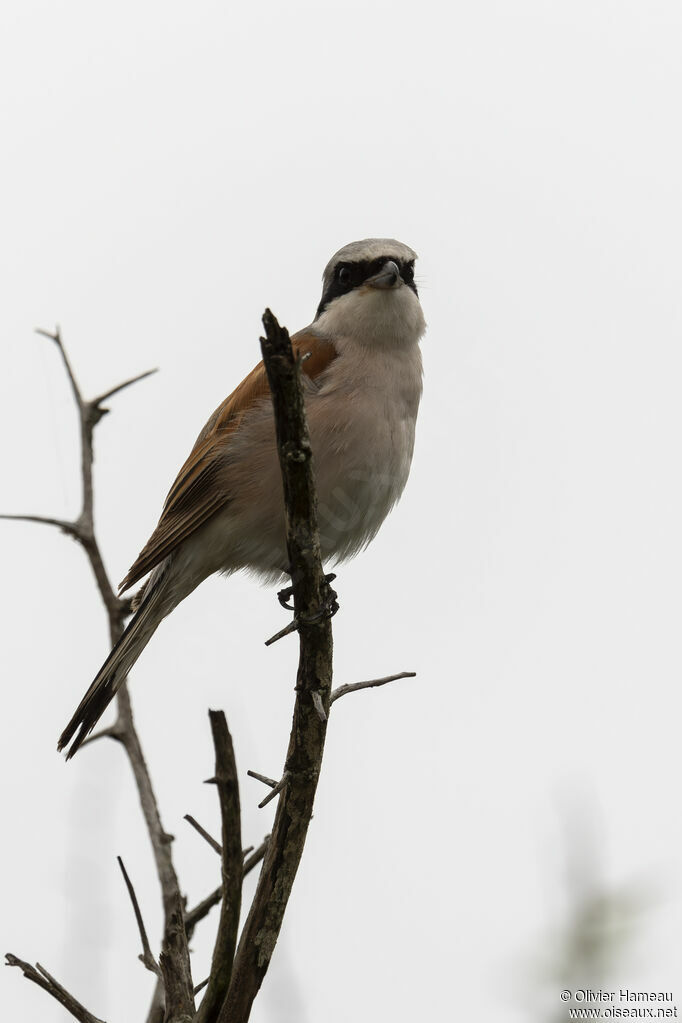Red-backed Shrike male adult, identification