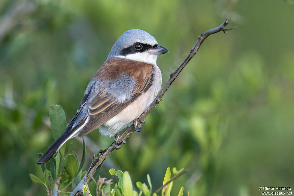 Red-backed Shrike male adult, identification