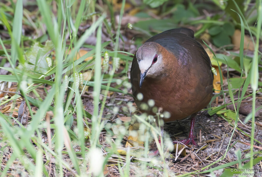 Lemon Dove male adult, habitat