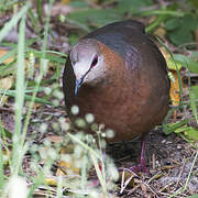 Lemon Dove