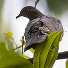 Pigeon plombé