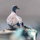 Pigeon roussard