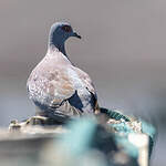 Pigeon roussard