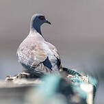 Pigeon roussard