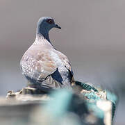 Pigeon roussard