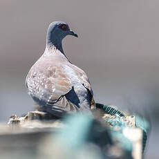 Pigeon roussard