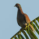 Pigeon rousset