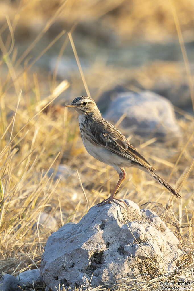 Pipit africainadulte, identification