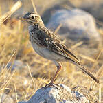 Pipit africain