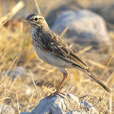 Pipit africain