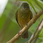 Pipromorphe de McConnell