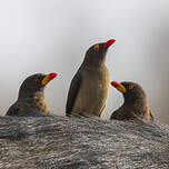 Piqueboeuf à bec jaune