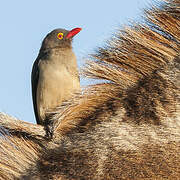 Red-billed Oxpecker