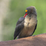 Red-billed Oxpecker