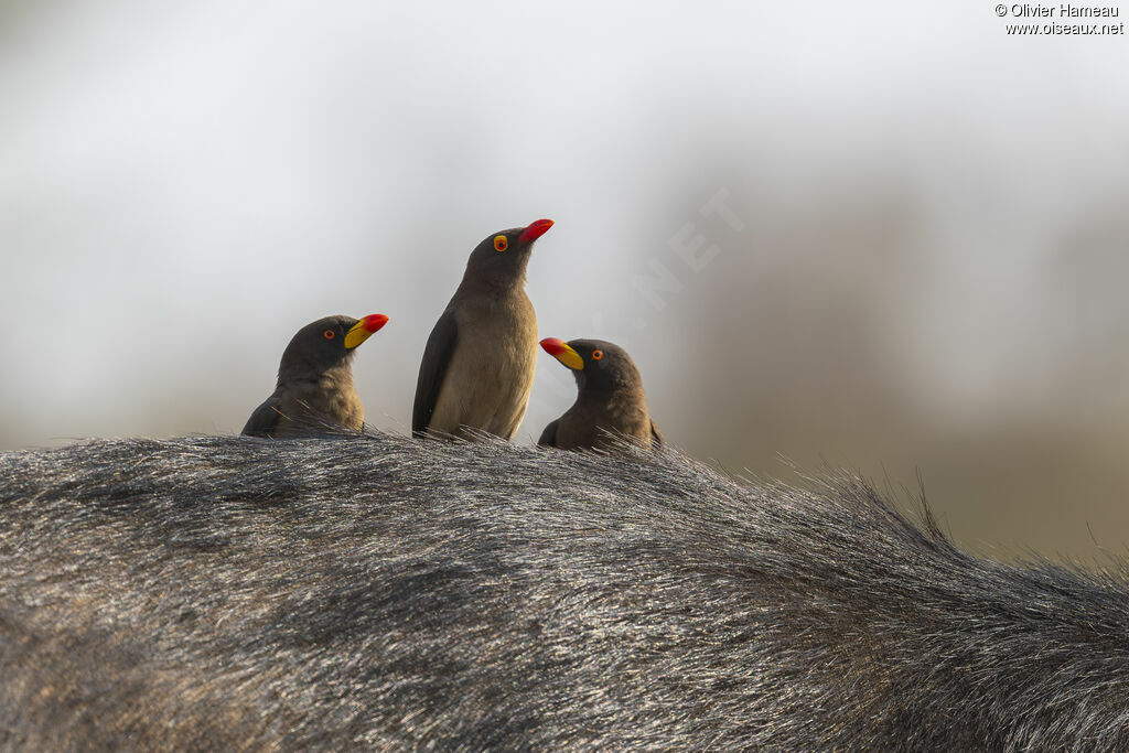 Piqueboeuf à bec rouge