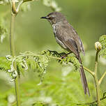 Prinia du Drakensberg