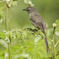 Prinia du Drakensberg