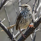 Prinia du Drakensberg