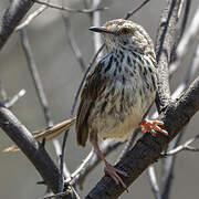 Drakensberg Prinia
