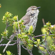 Prinia du Drakensberg