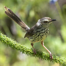 Prinia du Drakensberg