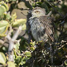 Prinia du Karroo