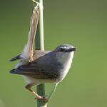 Prinia modeste