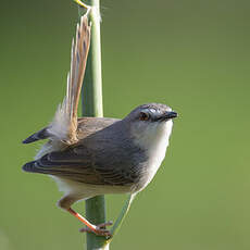 Prinia modeste