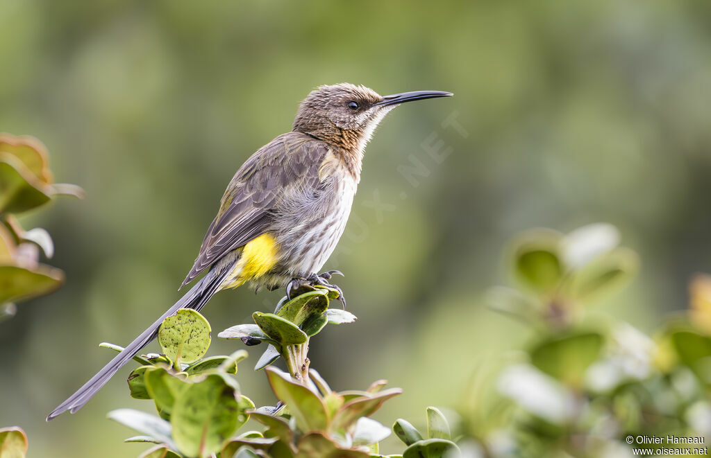 Cape Sugarbird female adult, identification