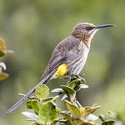 Cape Sugarbird