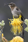 Cape Sugarbird