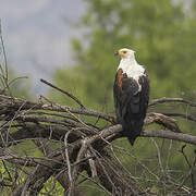 African Fish Eagle