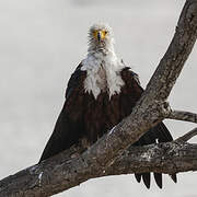 African Fish Eagle