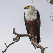 African Fish Eagle