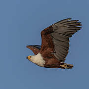 African Fish Eagle