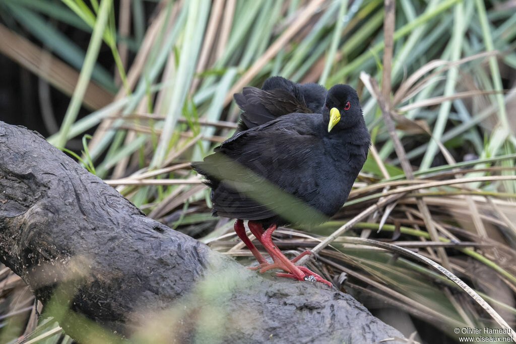 Black Crakeadult, habitat