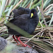 Black Crake