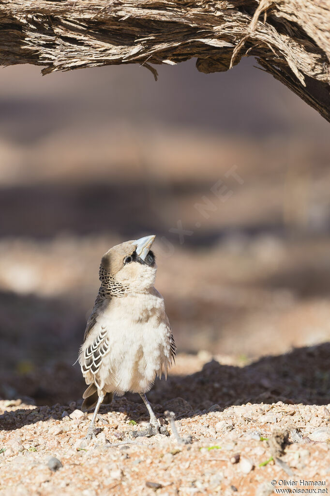 Sociable Weaveradult, identification