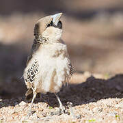 Sociable Weaver