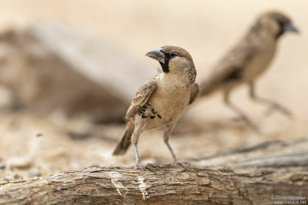 Sociable Weaver