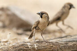 Sociable Weaver