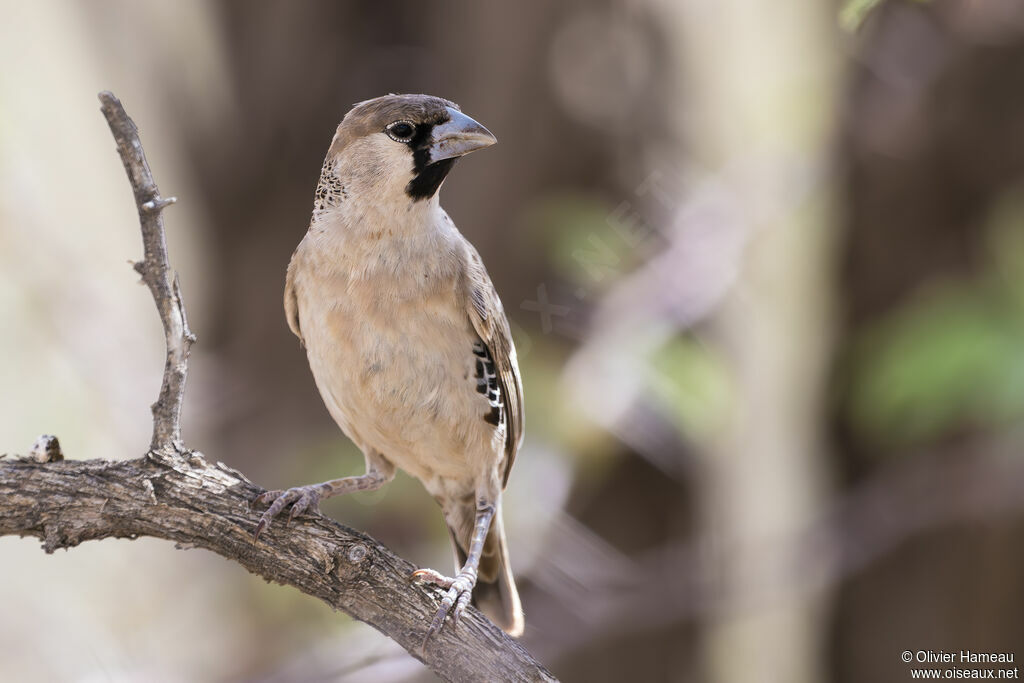 Sociable Weaveradult, identification