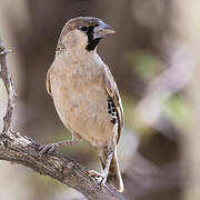 Sociable Weaver