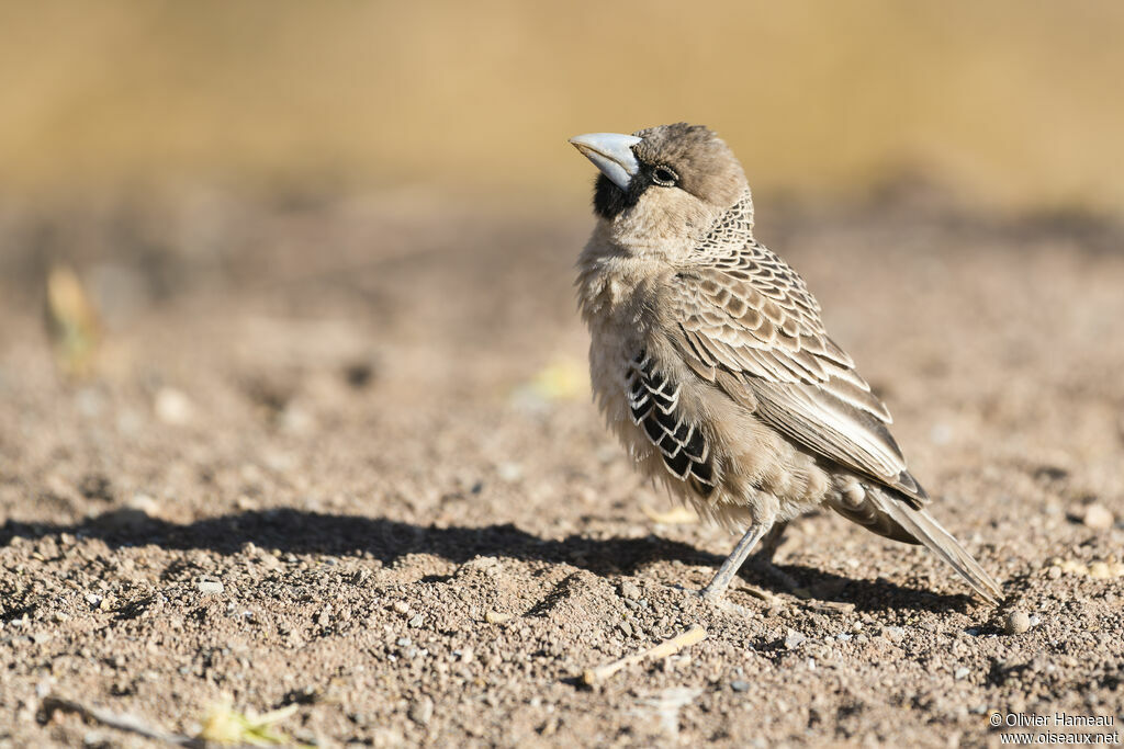 Sociable Weaveradult, identification