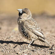 Sociable Weaver