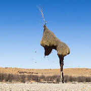 Sociable Weaver