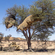 Sociable Weaver