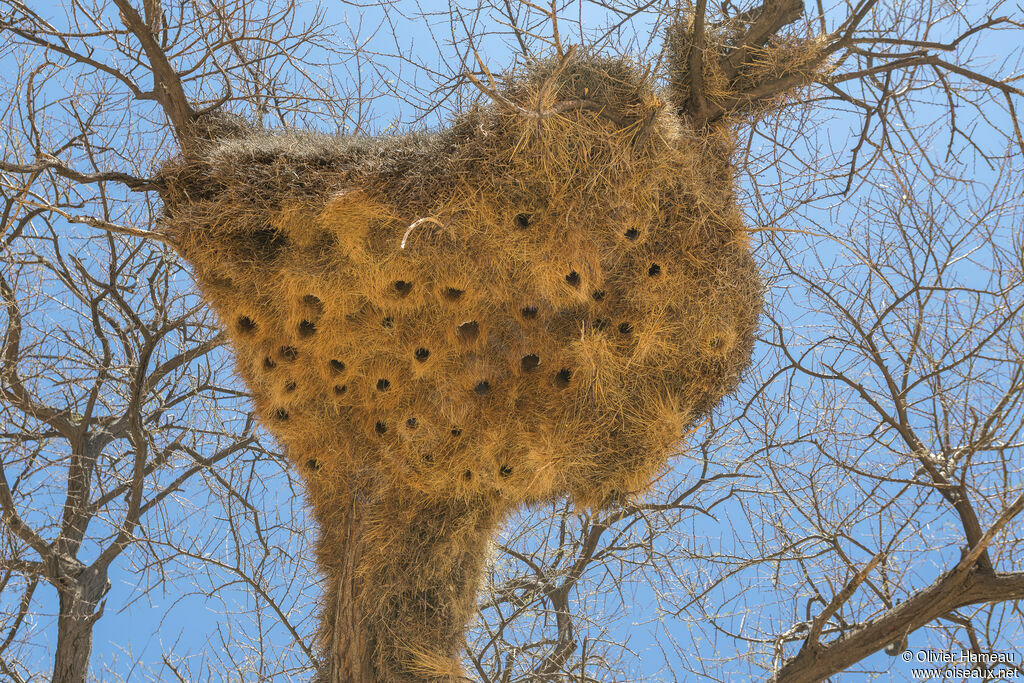 Sociable Weaver, habitat