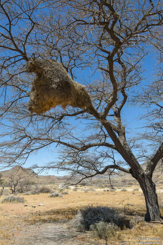 Sociable Weaver, habitat