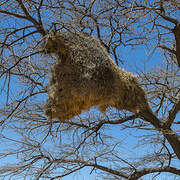 Sociable Weaver